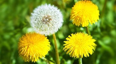 metódy na odstránenie papilómov pomocou ľudových prostriedkov